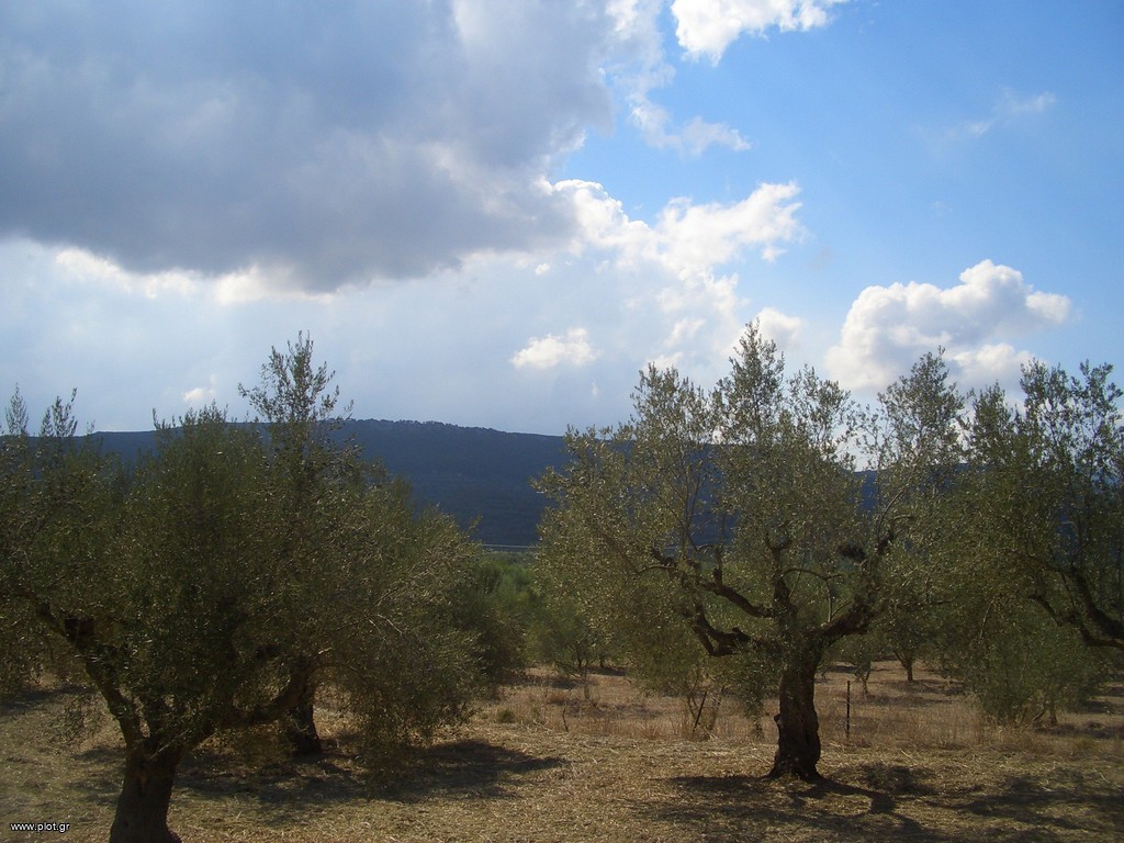 Οικόπεδο 4.200 τ.μ. προς πώληση, Γιάλοβα