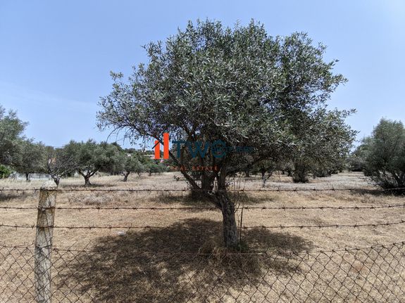 Land plot 12.000 sqm for sale, Rest Of Attica, Com. Skalas Oropou