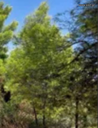 Οικόπεδο 670 τ.μ. για πώληση, Αθήνα - Ανατολικά Προάστια, Κορωπί