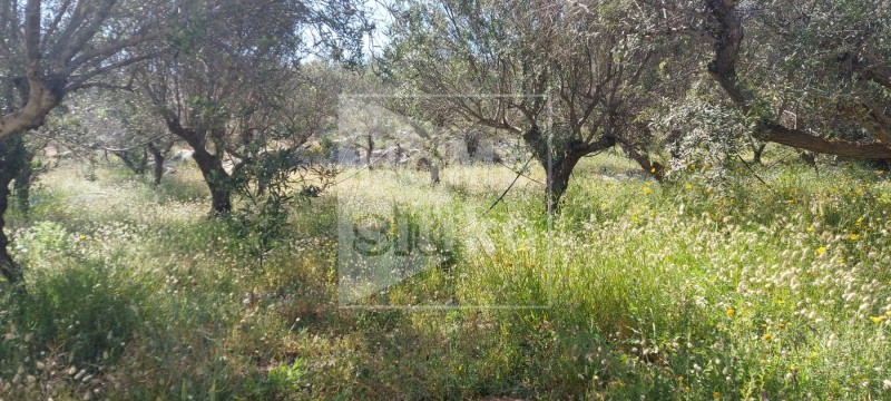 Αγροτεμάχια 2.500 τ.μ. πρός πώληση, Λακωνία, Ελαφόνησος