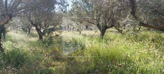Αγροτεμάχια 2.500 τ.μ. για πώληση, Λακωνία, Ελαφόνησος-thumb-3