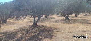 Αγροτεμάχια 18.000 τ.μ. για πώληση