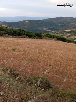 Αγροτεμάχια 3.000τ.μ. για πώληση-Ρίο » Αργυρά