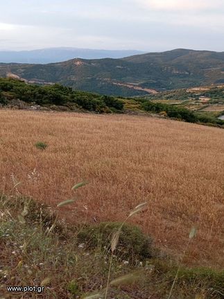 Αγροτεμάχια 3.000 τ.μ. για πώληση, Αχαΐα, Ρίο