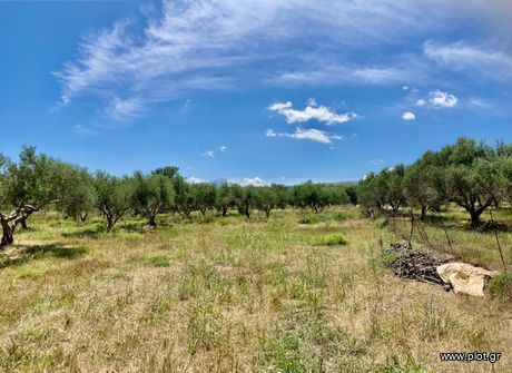 Land plot 4.000sqm for sale-Arkadi » Loutra