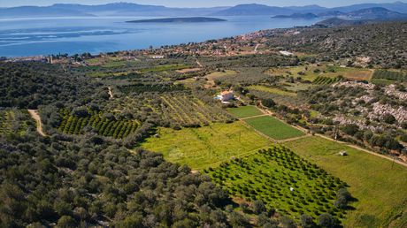 Αγροτεμάχια 5.000 τ.μ. για πώληση