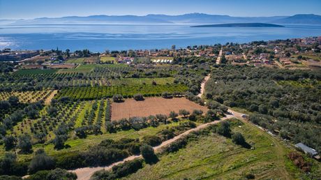 Αγροτεμάχια 5.000 τ.μ. για πώληση