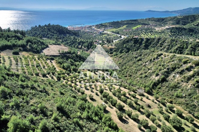 Αγροτεμάχια 31.000 τ.μ. προς πώληση, Νέα Σκιώνη