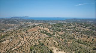 Αγροτεμάχια 11.565 τ.μ. προς πώληση, Βερβερούδα-thumb-9