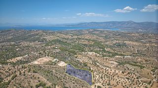 Αγροτεμάχια 11.565 τ.μ. προς πώληση, Βερβερούδα-thumb-6