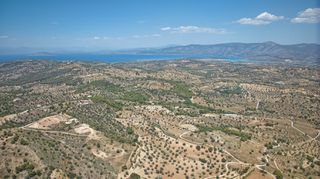 Αγροτεμάχια 11.565 τ.μ. προς πώληση, Βερβερούδα-thumb-15