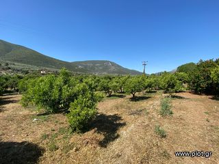 Οικόπεδο 2.915 τ.μ. για πώληση, Αργολίδα, Επίδαυρος-thumb-9