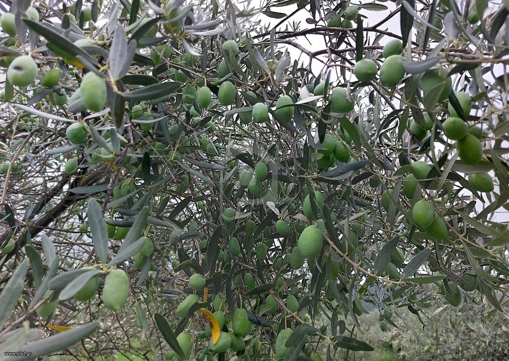Αγροτεμάχια 10.000 τ.μ. προς πώληση, Γαλάτιστα
