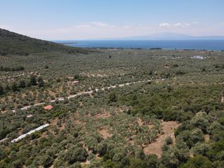 Αγροτεμάχια 4.600 τ.μ. για πώληση