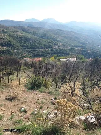 Land plot 1.500 sqm for sale, Messinia, Andania