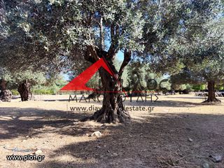 Αγροτεμάχια 5.500 τ.μ. για πώληση, Ν. Ρεθύμνου, Αρκάδι-thumb-8