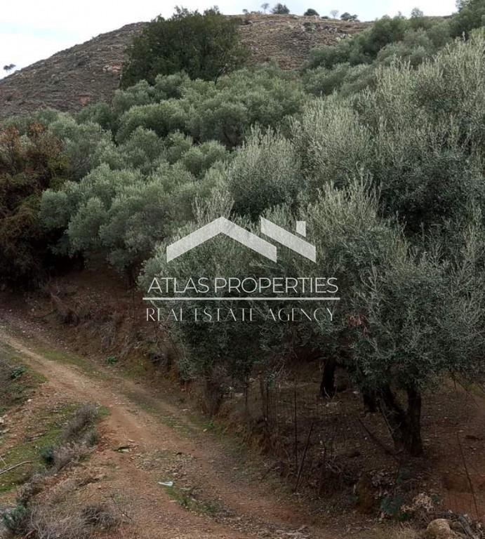 Αγροτεμάχια 2.900 τ.μ. προς πώληση, Παναγιά Κεραμίων
