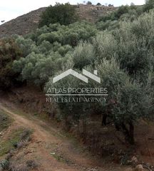 Αγροτεμάχια 2.900 τ.μ. για πώληση
