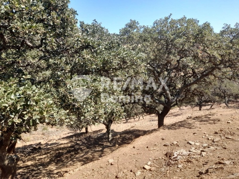 Αγροτεμάχια 5.561 τ.μ. πρός πώληση, Κυκλάδες, Κέα