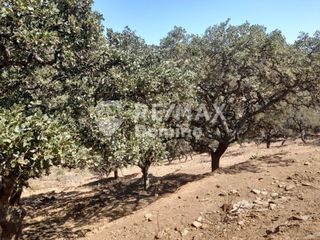 Αγροτεμάχια 5.561 τ.μ. για πώληση, Κυκλάδες, Κέα-thumb-4