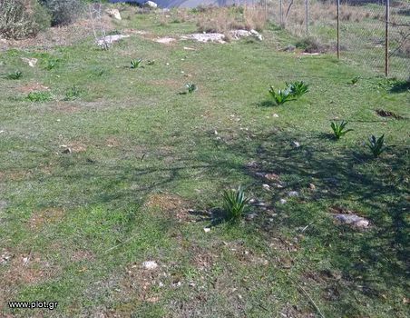 Οικόπεδο 2.600τ.μ. για πώληση-Σαλαμίνα » Ψιλή άμμος