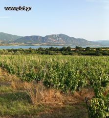 Αγροτεμάχια 8.652 τ.μ. για πώληση, Ν. Κοζάνης, Σέρβια-thumb-2