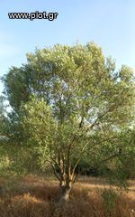 Αγροτεμάχια 8.652 τ.μ. για πώληση, Ν. Κοζάνης, Σέρβια-thumb-4