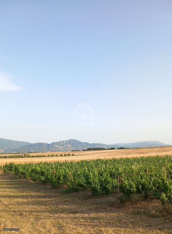 Αγροτεμάχια 6.300 τ.μ. πρός πώληση, Ν. Κοζάνης, Σέρβια