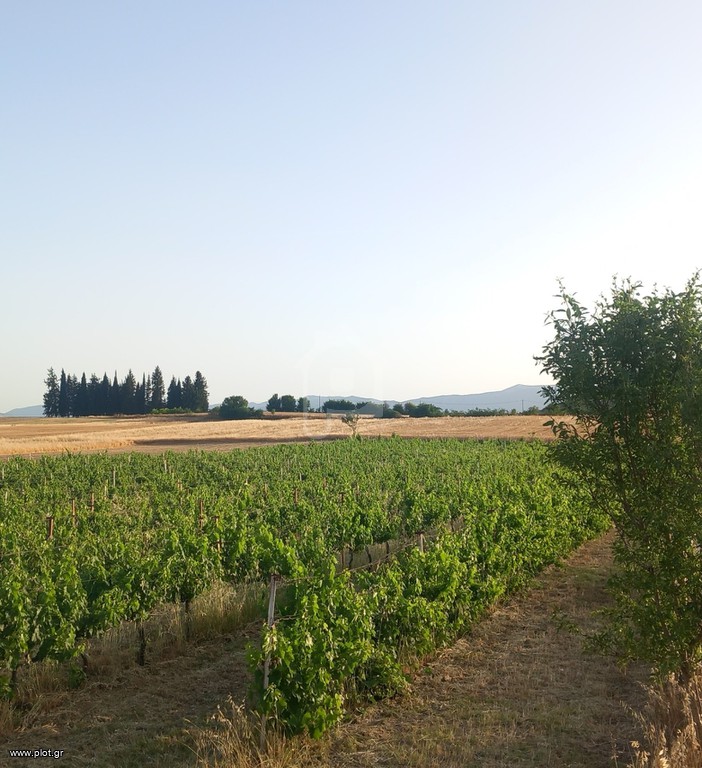 Αγροτεμάχια 6.300 τ.μ. πρός πώληση, Ν. Κοζάνης, Σέρβια