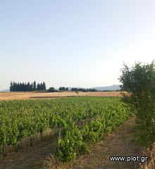Αγροτεμάχια 6.300 τ.μ. για πώληση, Ν. Κοζάνης, Σέρβια-thumb-2