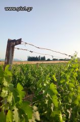 Αγροτεμάχια 6.300 τ.μ. για πώληση, Ν. Κοζάνης, Σέρβια-thumb-4