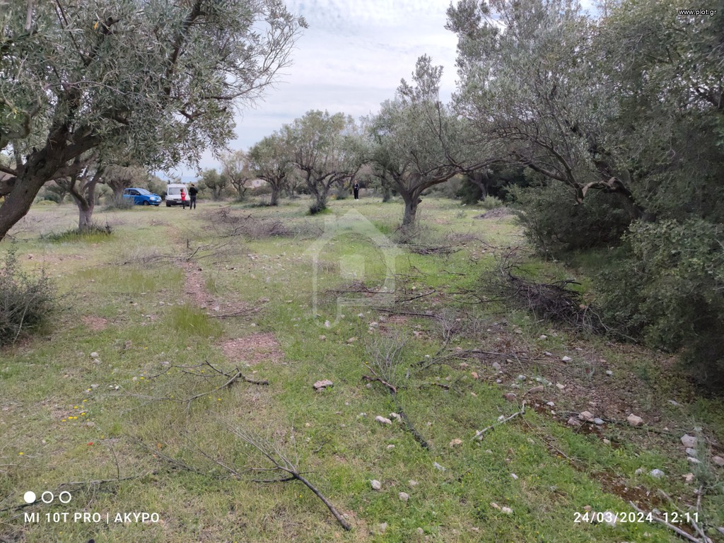 Αγροτεμάχια 4.100 τ.μ. προς πώληση, Κέντρο Σαλαμίνας