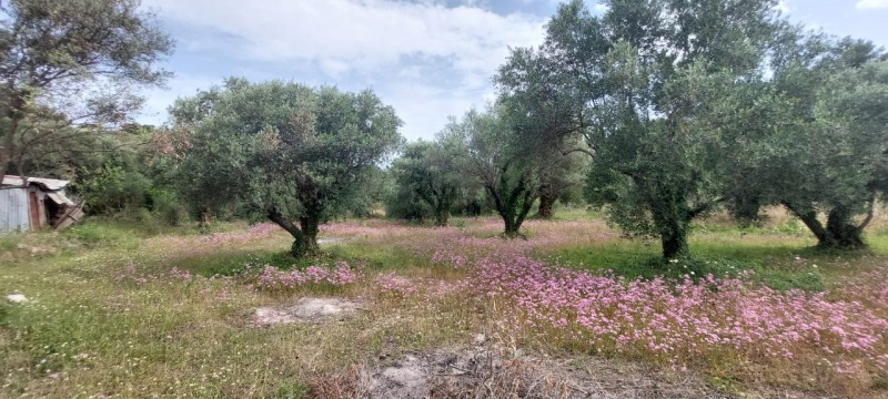 Αγροτεμάχια 2.001 τ.μ. προς πώληση, Σφακιώτες
