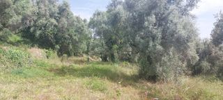 Αγροτεμάχια 2.001 τ.μ. για πώληση, Ν. Λευκάδας, Λευκάδα-thumb-10