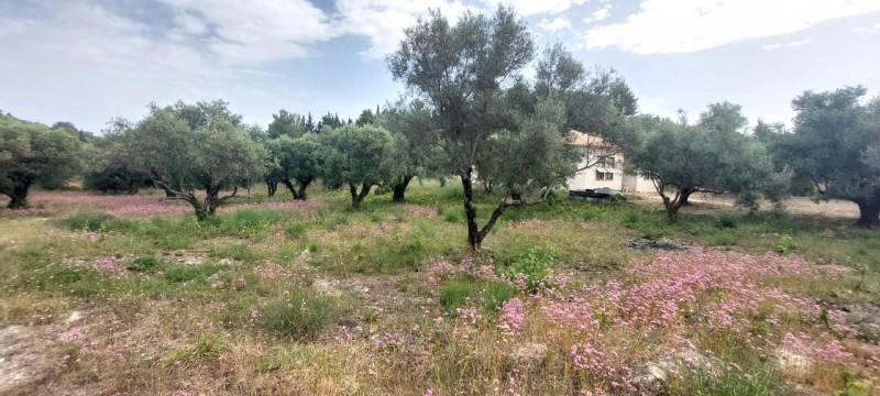 Αγροτεμάχια 2.001 τ.μ. προς πώληση, Σφακιώτες