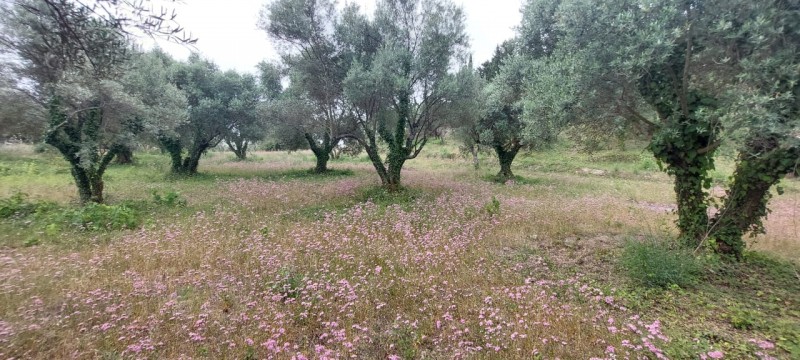 Αγροτεμάχια 2.001 τ.μ. προς πώληση, Σφακιώτες