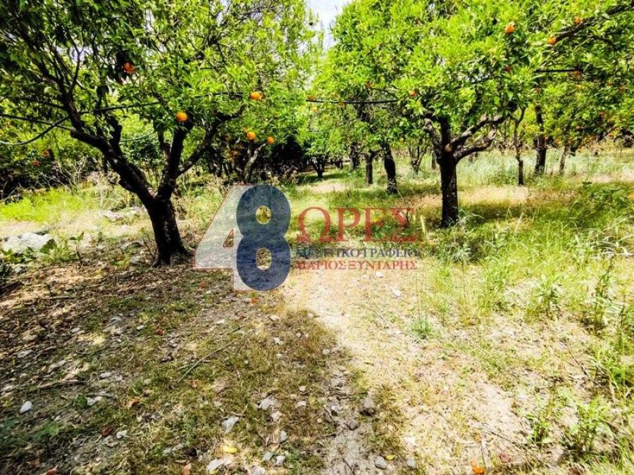 Οικόπεδο 2.278 τ.μ. προς πώληση, Ομηρούπολη