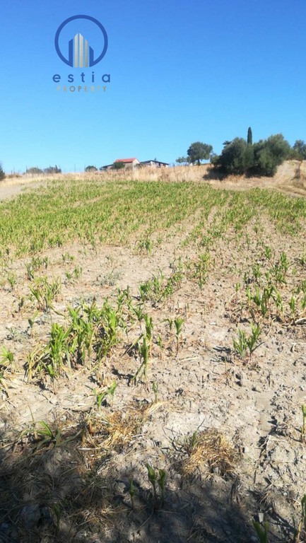 Αγροτεμάχια 25.000 τ.μ. πρός πώληση, Αχαΐα, Τριταία