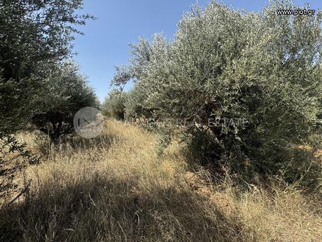 Αγροτεμάχια 7.500τ.μ. για πώληση-Κουτσοπόδι