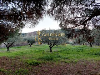 Αγροτεμάχια 3.200 τ.μ. για πώληση, Ν. Καβάλας, Ελευθερές-thumb-10