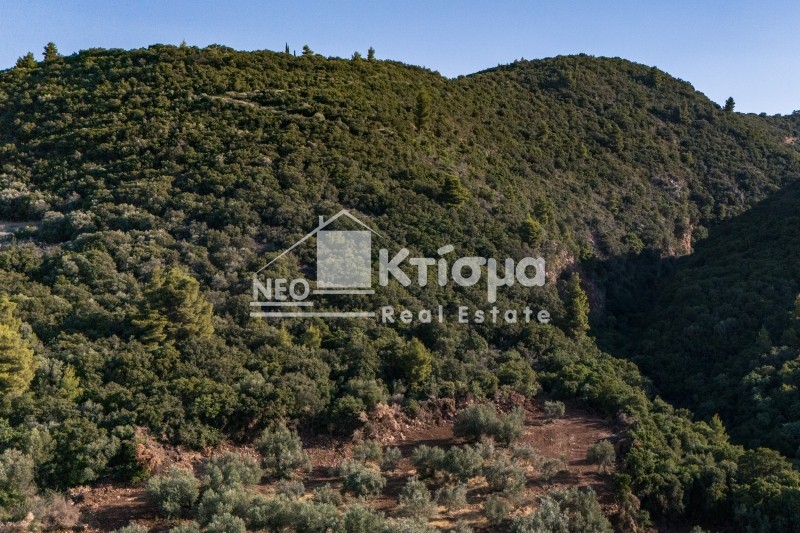 Αγροτεμάχια 100.000 τ.μ. προς πώληση, Παλούμπα
