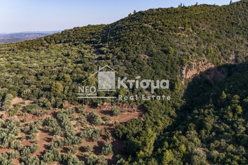 Αγροτεμάχια 100.000 τ.μ. προς πώληση, Παλούμπα