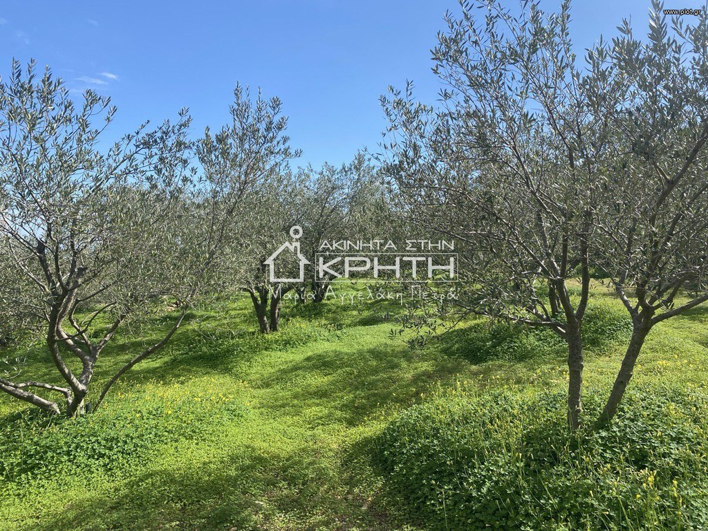 Οικόπεδο 11.000 τ.μ. προς πώληση, Καλαμαύκα