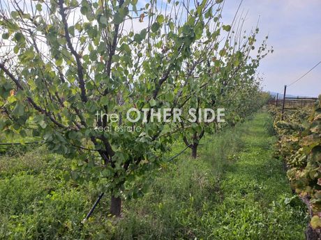 Οικόπεδο 455τ.μ. για πώληση-Κόρινθος » Κεχριές