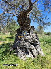 Οικόπεδο 5.000 τ.μ. για πώληση, Ν. Ρεθύμνου, Αρκάδι-thumb-38