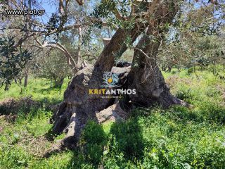 Οικόπεδο 5.000 τ.μ. για πώληση, Ν. Ρεθύμνου, Αρκάδι-thumb-40