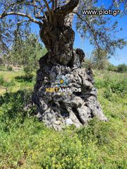Οικόπεδο 5.000 τ.μ. για πώληση, Ν. Ρεθύμνου, Αρκάδι-thumb-41