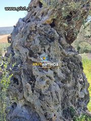 Οικόπεδο 5.000 τ.μ. για πώληση, Ν. Ρεθύμνου, Αρκάδι-thumb-23