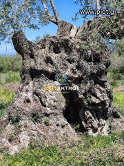 Οικόπεδο 5.000 τ.μ. για πώληση, Ν. Ρεθύμνου, Αρκάδι-thumb-25