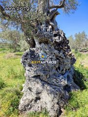 Οικόπεδο 5.000 τ.μ. για πώληση, Ν. Ρεθύμνου, Αρκάδι-thumb-26